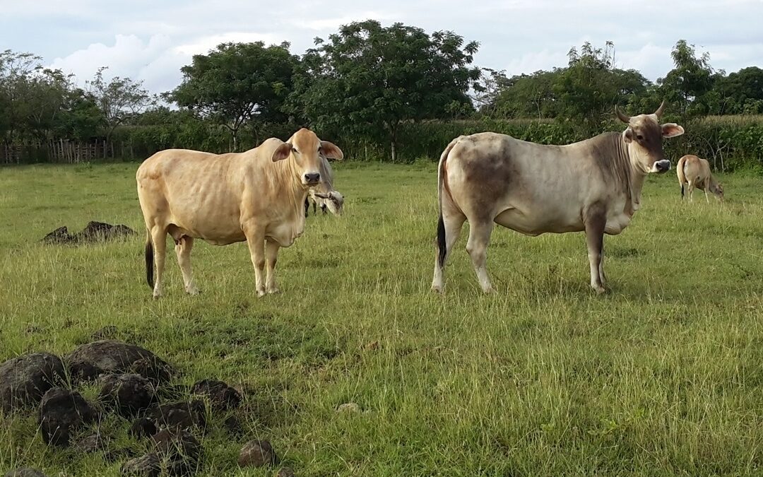 FINCA AGROECOLOGICA EL RECREO